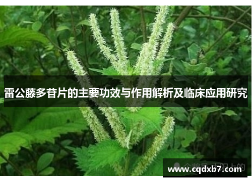 雷公藤多苷片的主要功效与作用解析及临床应用研究